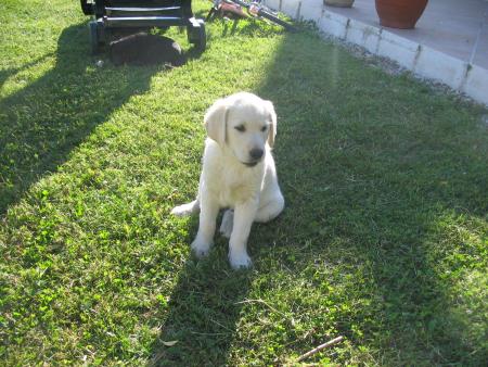 là c'est le p'tit chiot à ma chienne !