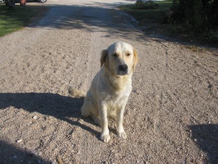 là c'est ma ti chien chien !!